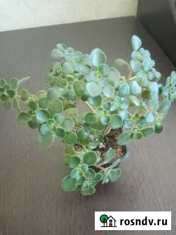 Комнатный цветок Аихризон-деревце любви Курск - изображение 1