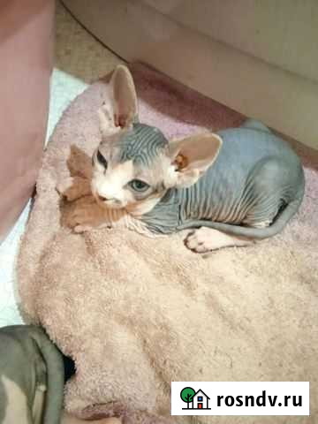 Канадский сфинкс Александров - изображение 1