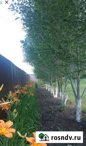 Саженцы, тополь Симона Самара - изображение 1