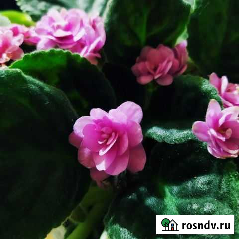 Цветы Нижнекамск - изображение 1