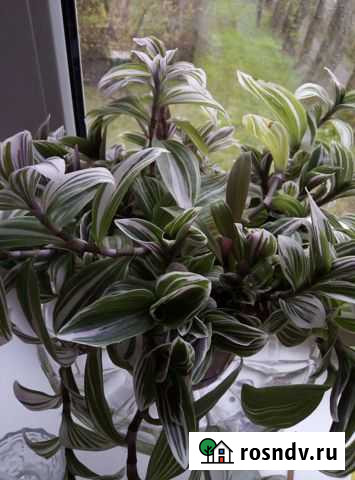 Традесканция Одинцово - изображение 1