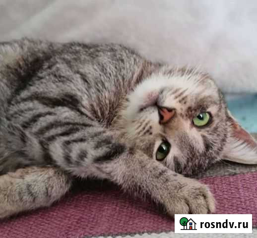 Зеленоглазая красотка ищет дом Воронеж - изображение 1