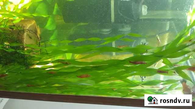 Креветки Гагарин - изображение 1