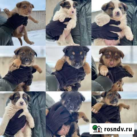 Щенок в добрые руки Чайковский - изображение 1