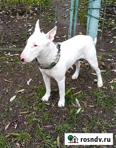 Стандартный бультерьер в дар Брянск - изображение 1