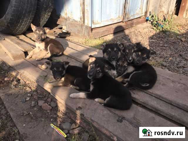 Шенки Березовка - изображение 1