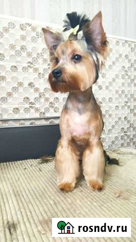 Стрижка кошек и собак. Грумер на дом Саранск - изображение 1