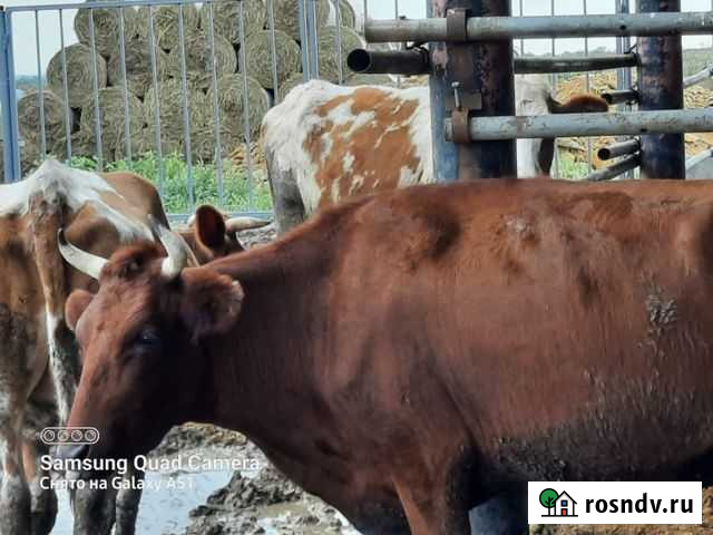 Телки стельные Пролетарск - изображение 1