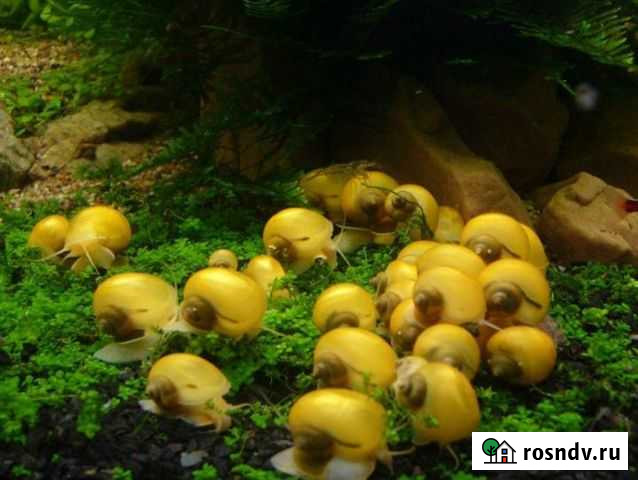 Улитята ампулярий Звенигород - изображение 1