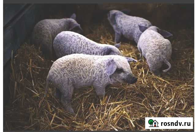 Поросята венгерской мангалицы Алапаевск - изображение 1