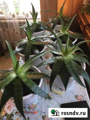 Алоэ 2 года Вольск - изображение 1