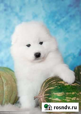 Щенки самоеда шоу-класса Курган - изображение 1