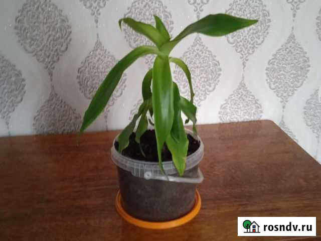 Золотой ус Моршанск - изображение 1