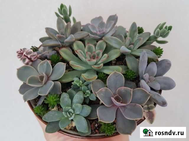 Садик из суккулентов Великий Новгород - изображение 1