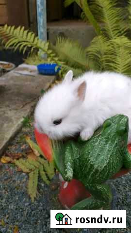 Карликовые крольчатки Барнаул - изображение 1
