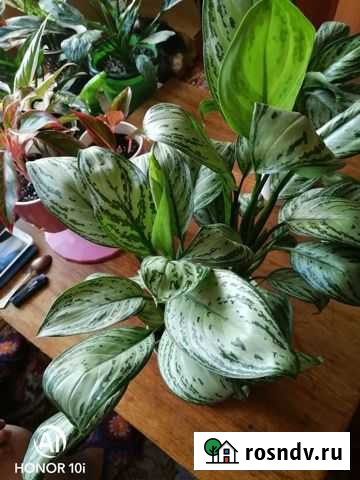 Аглаонема сильвер квин Топки - изображение 1