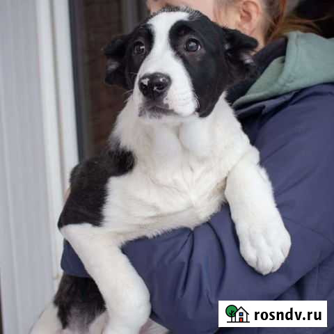 Щенки алабая в дар, Истра Истра - изображение 1