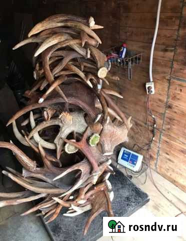 Рога лося Киров - изображение 1