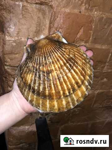 Гребешок дальневосточный живой Ульяновск - изображение 1