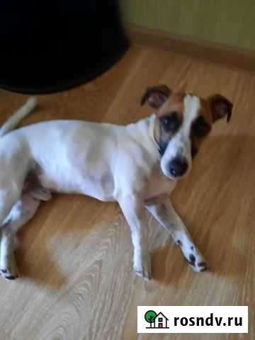 Вязка собак Тула - изображение 1