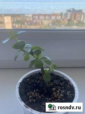 Портулакария афра Рязань - изображение 1