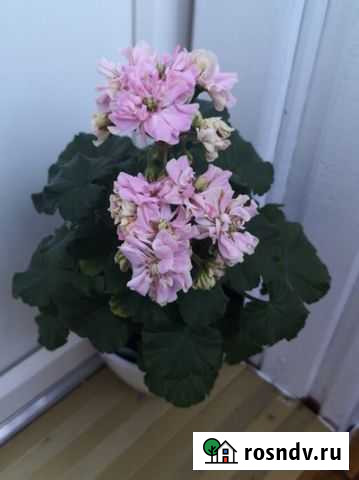 Пеларгония Юзис Фея Динь-Динь Саранск - изображение 1