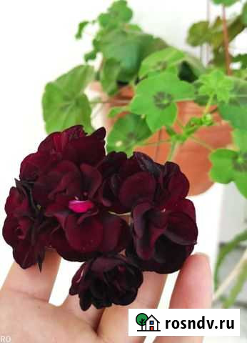 Герань пеларгония Севастополь - изображение 1