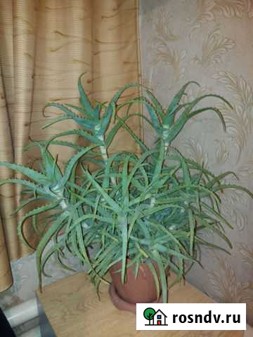 Алоэ лечебный Волгодонск - изображение 1