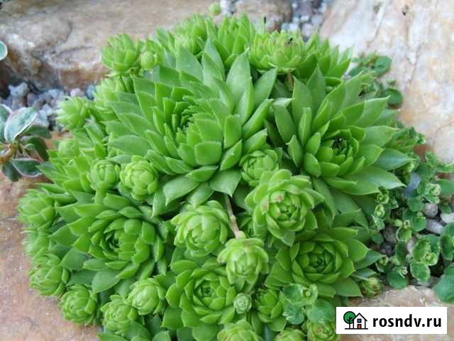 Роза каменная Стерлитамак - изображение 1