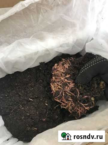 Калифорнийский червь - рыбалка и гумус Братск - изображение 1