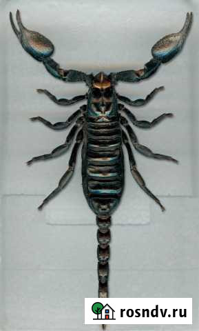 Скорпион Heterometrus laoticus Кострома - изображение 1