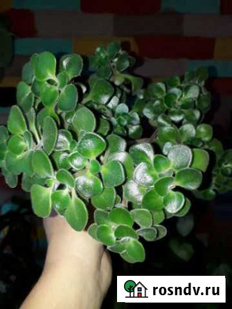 Растение Аихризон - дерево любви Иркутск - изображение 1