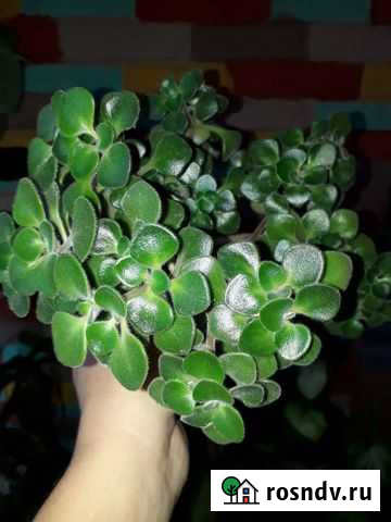 Растение Аихризон - дерево любви Иркутск - изображение 1