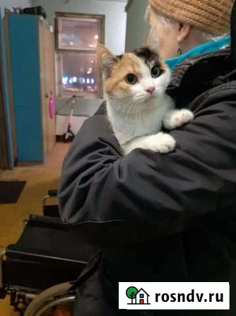 Кошечка в добрые руки Королев - изображение 1