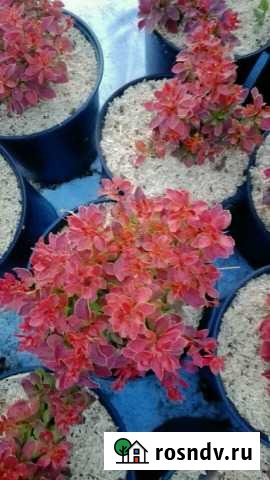 Барбарис Тунберга Белгород - изображение 1