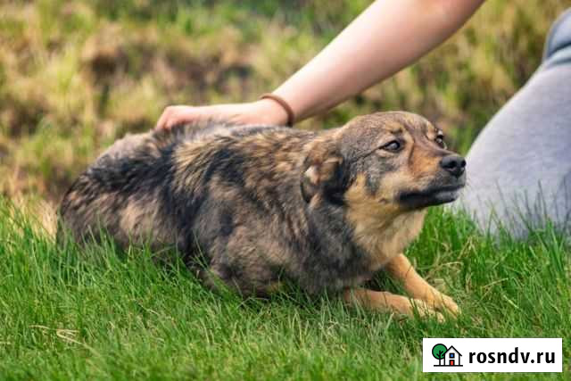 Стеснительная Жуля Курск - изображение 1