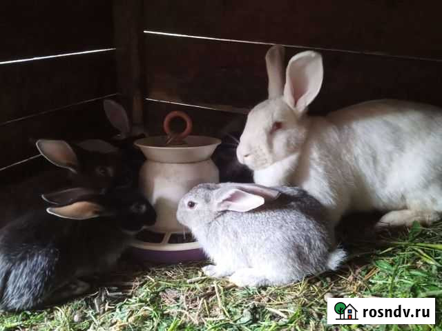 Кролик Рогачево - изображение 1