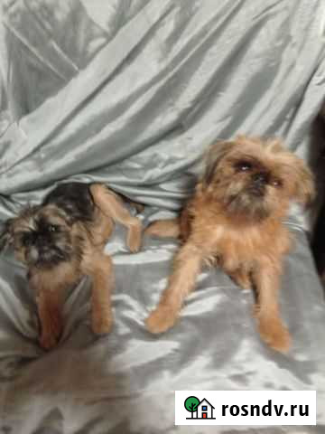 Брюссельский гриффон Калуга - изображение 1