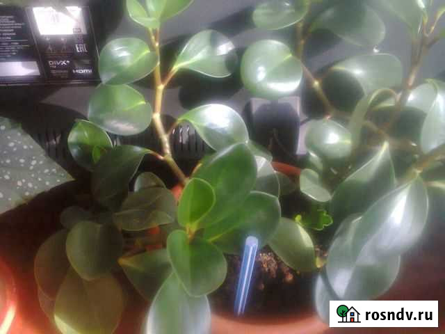 Фикус,бегония и другие цветы Липецк - изображение 1