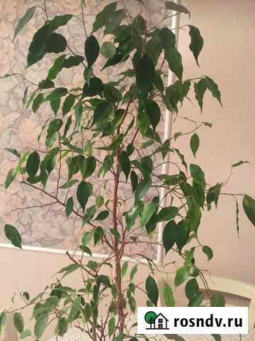 Фикус бенджамина Тольятти - изображение 1