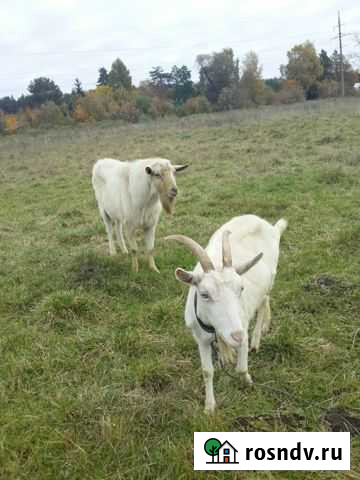 Козел зааненский Электросталь - изображение 1