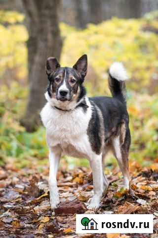 Собачка ищет дом Коммунар - изображение 1