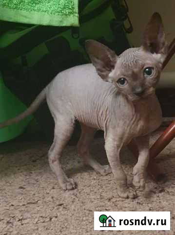 Канадский сфинкс котенок Анапская - изображение 1