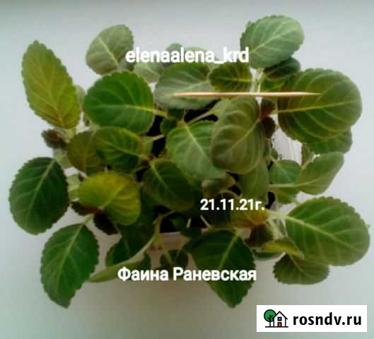 Глоксинии селекция Краснодар - изображение 1