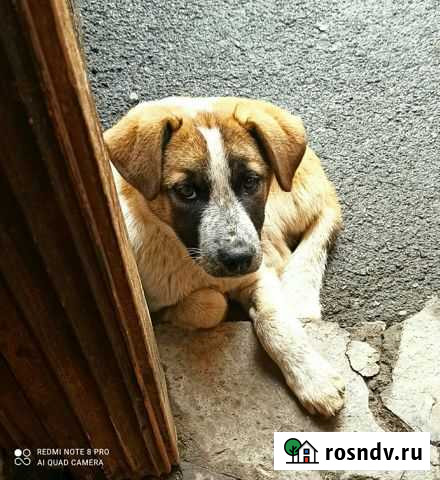 Собака Беслан - изображение 1