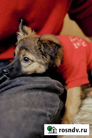 Собака Казань - изображение 1