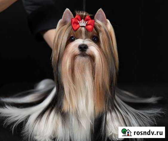 Бивер открыт для вязок Казань - изображение 1