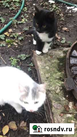 Котята в добрые руки Курск - изображение 1