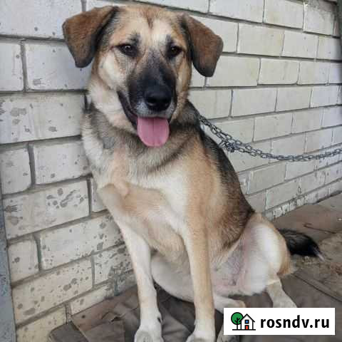 Люся, стерилизована Горячий Ключ - изображение 1