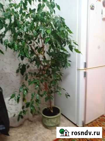 Фикус бенджамина большой Красноярск - изображение 1